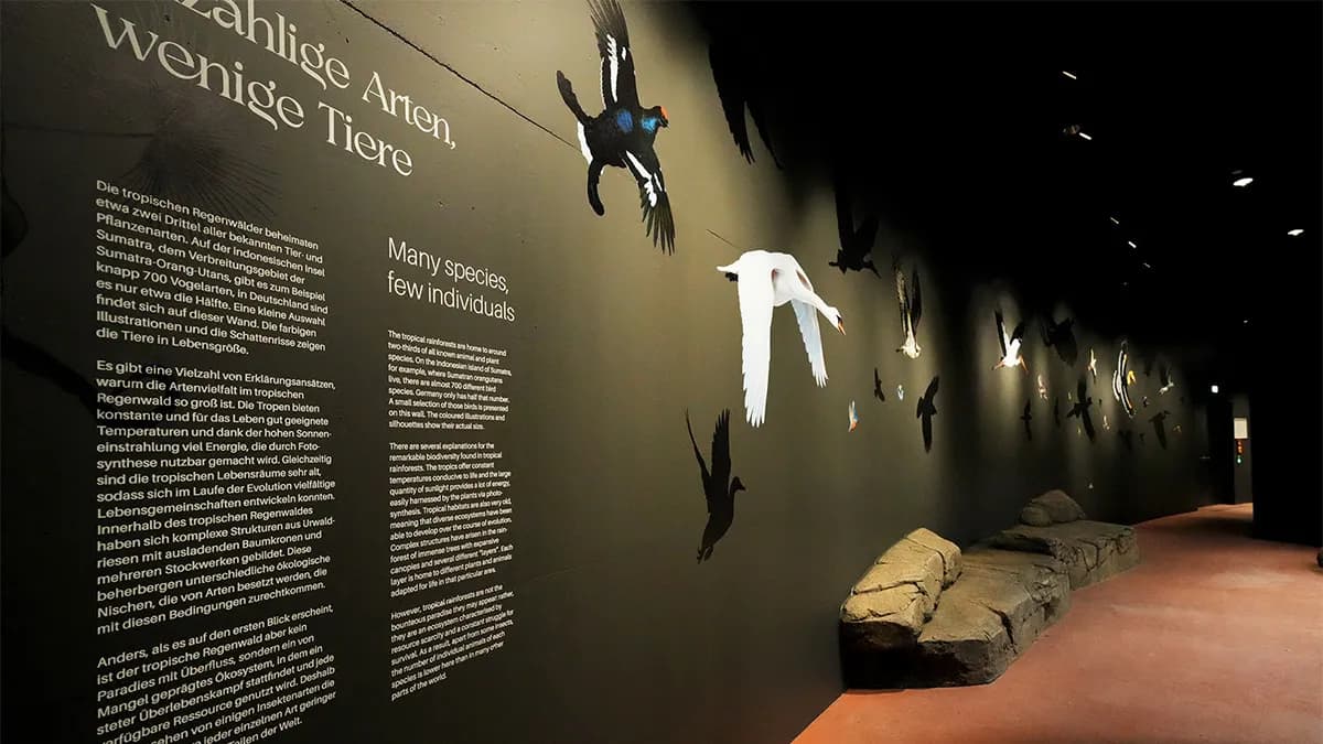 Museum wall printing with tropical rainforest birds educational display by InnoPrint KSA