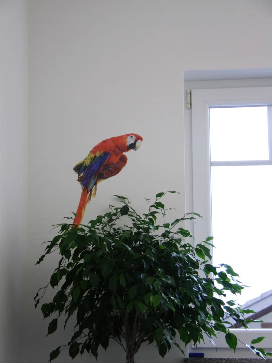 Parrot artwork office